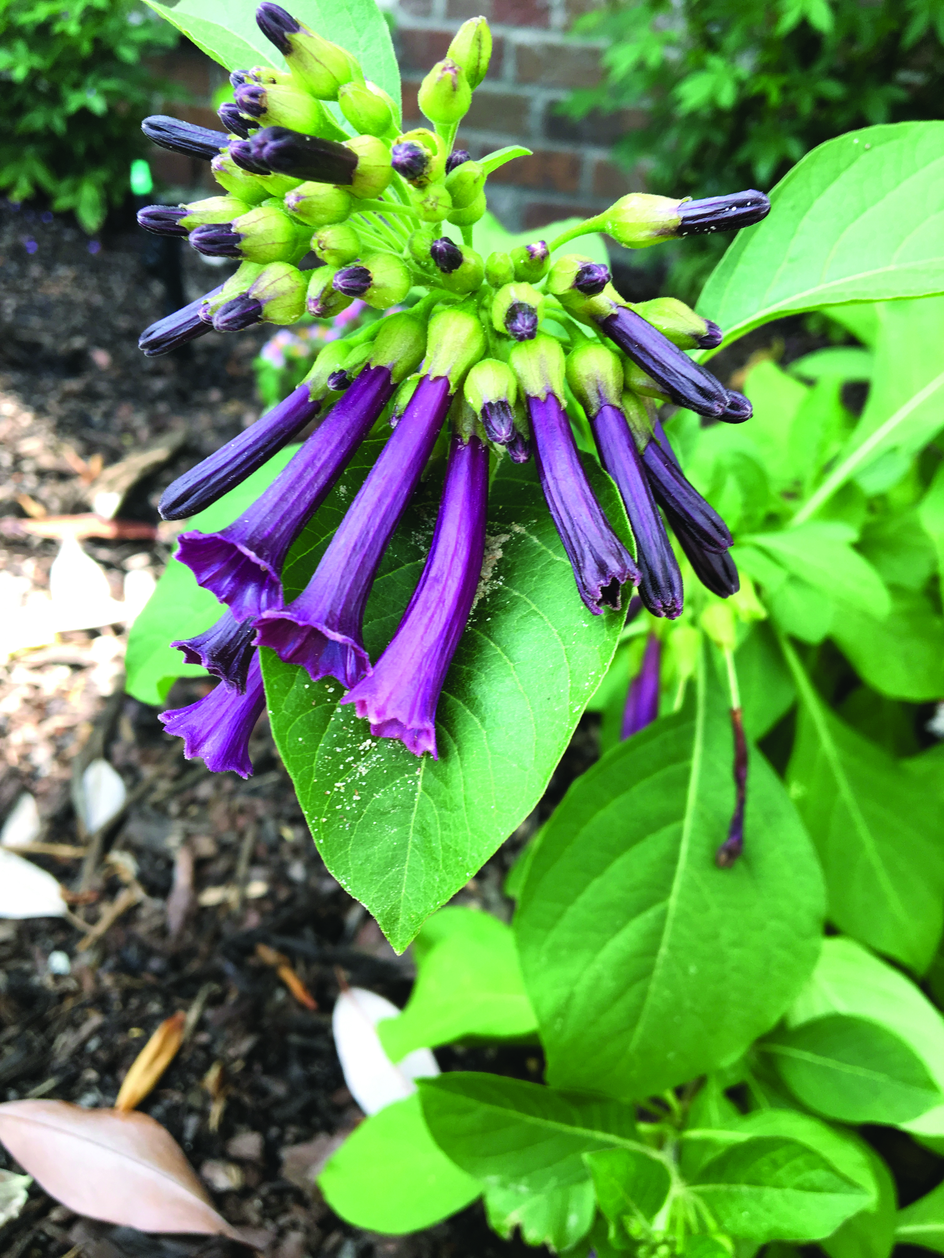 Mini Blue Trumpet FlowerJPG